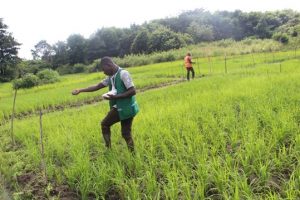 Fertilisation de sol en culture de riz
